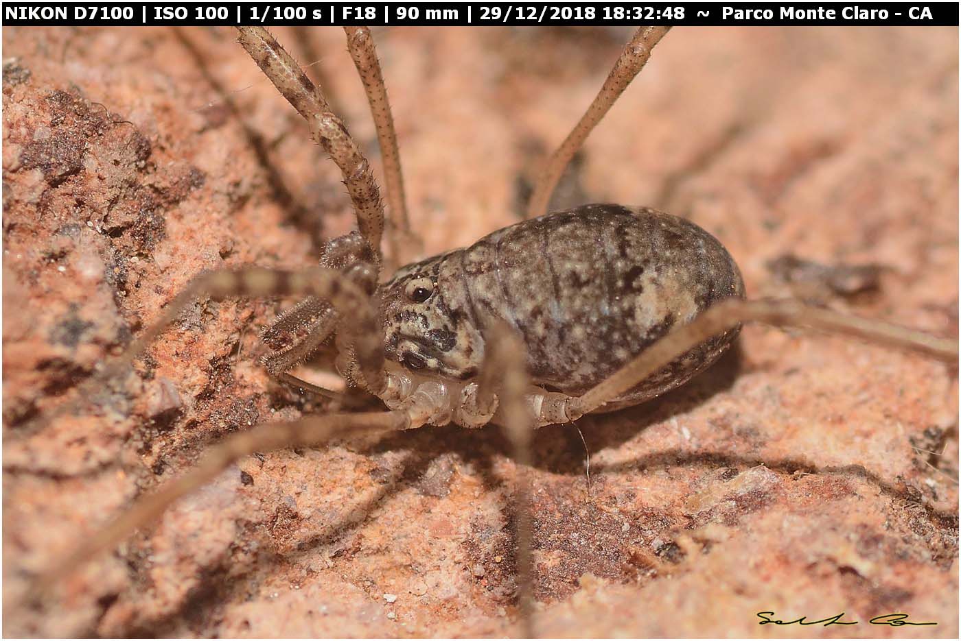 Dicranopalpus brevipes (Phalangiidae) - Nuova pubblicazione